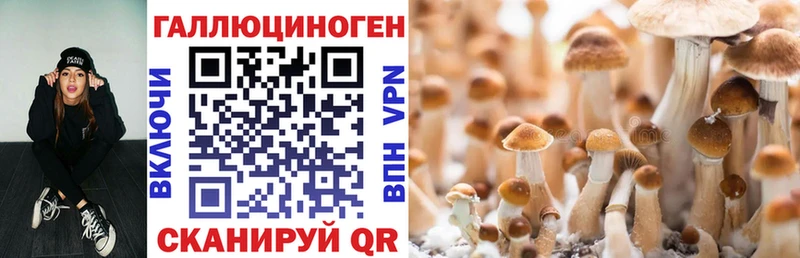 купить наркотик  Урус-Мартан  Псилоцибиновые грибы GOLDEN TEACHER 